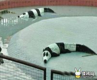 逍遥零点的图片