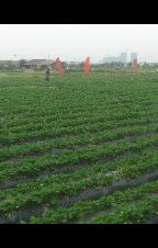 孤独一生+主播照片