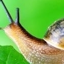 蜗牛▄︻┳═一