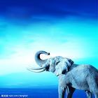 一t叶《一菩提》主播照片