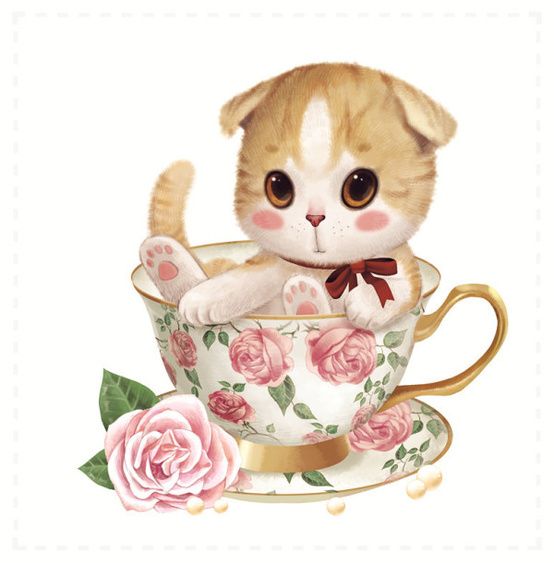 猫猫喵喵猫的主播照片