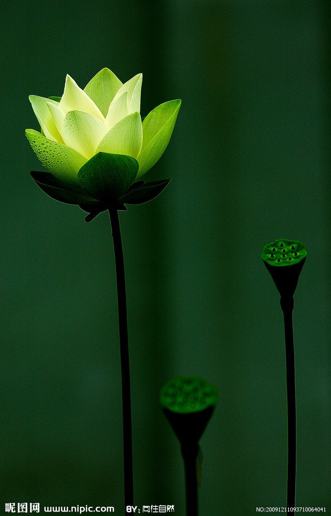 天空永远的蓝的主播照片