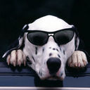 Mc斑点狗↗为你导航的头像