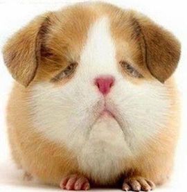 ❤ゞ花开的胖答ゞ❤主播照片