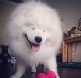 ✿゛丹ゞ宝主播照片
