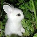 ♀兔のつ兔♀★、的头像