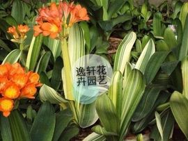 逸轩花卉园艺主播照片