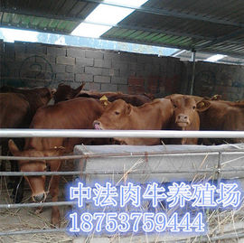 中法肉牛养殖场主播照片
