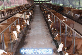 中法肉牛养殖场主播照片