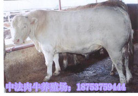 中法肉牛养殖场主播照片