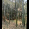 Crazy小果
