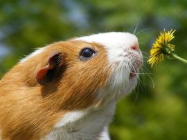 梦中の吻主播照片