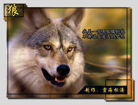 ♪♪『狼族』贪狼♪♪主播照片