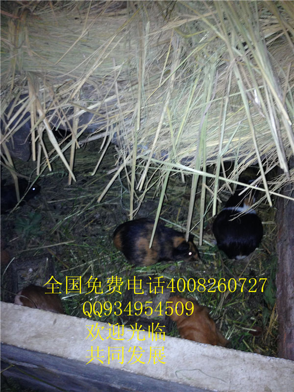 lmjyt的主播照片