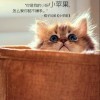 在远处望着你
