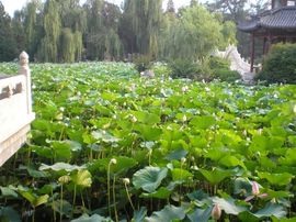 李毅勤羊杂割主播照片
