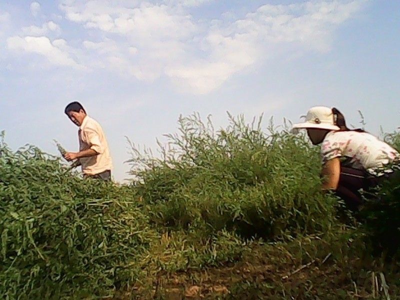 一朵不朽奇葩的主播照片