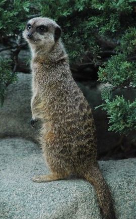 ❻℡﹏❤貓鼬、主播照片