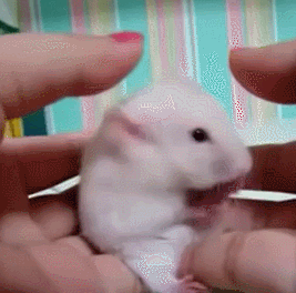 林小姌主播照片