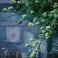 葫芦丝清澈馨⌒_⌒✿的主播照片