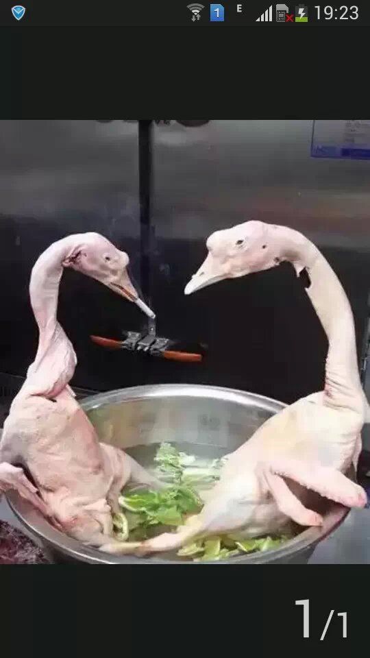 ──╄純属★诗作奇葩的主播照片