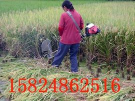 nongfenga主播照片