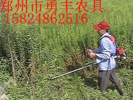nongfenga主播照片