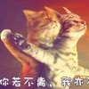 IS大树