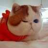 χˊ;贼公┌.x海报