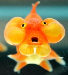 潛在空氣中的笨笨魚(yú)的主播照片