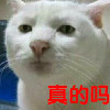 ︶ㄣ汤姆猫
