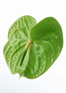 月光2018主播照片