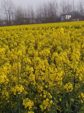 ❤雨゛燕❤主播照片