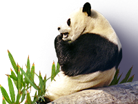 满天星❤🔥🔥🔥主播照片