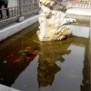 寻找爱情k9