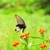 蝶恋花时尚头饰