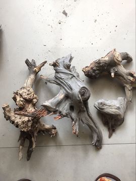 老虎爱上猫咪520主播照片