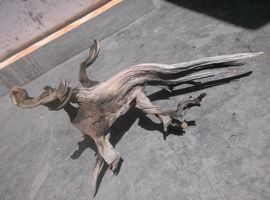 老虎爱上猫咪520主播照片