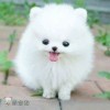 魔帝萧炎