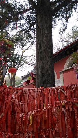 [无微]主播照片