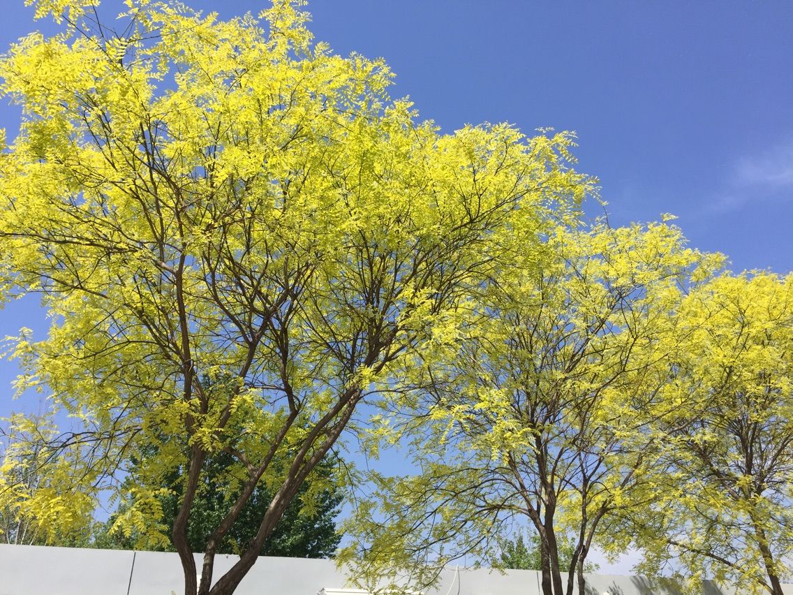 安然阳光的主播照片