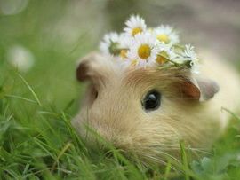 红六军主播照片