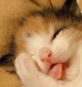 红六军主播照片