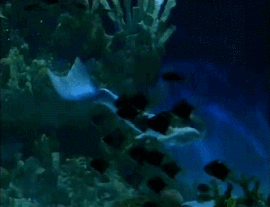 玫瑰花4113025主播照片
