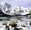 天山雪莲花$