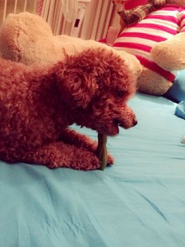 鹿哈哈baby主播照片