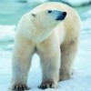北极熊f8的头像