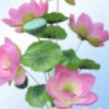 春风rh