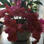 吸烟轻飘飘