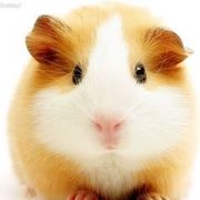 ♥♡じ☆ve鼠小千儿海报